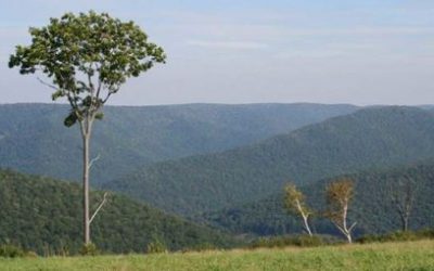 Pennsylvania’s Hunting Heritage, Wildlife Habitat Get Boost from RMEF Grants