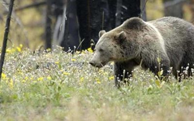 RMEF, Sportsmen’s Alliance File Brief in Support of Yellowstone Grizzly Management