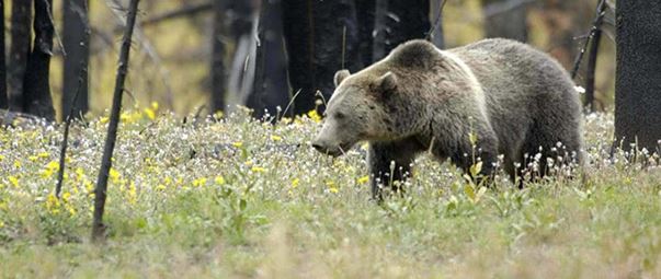 RMEF, Sportsmen’s Alliance File Brief in Support of Yellowstone Grizzly Management